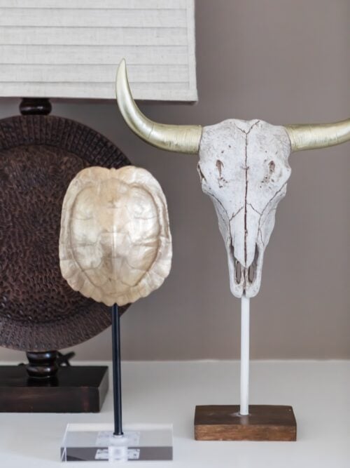 faux turtle shell and a bull skull
